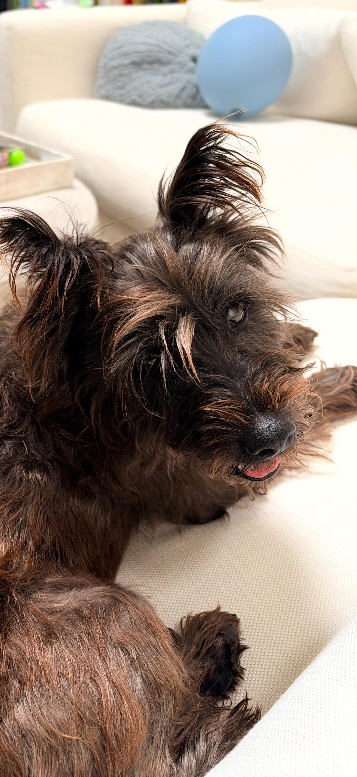 Enlarge Toto, a Adoptable mixed breed in Laguna Beach, CA image 6/6