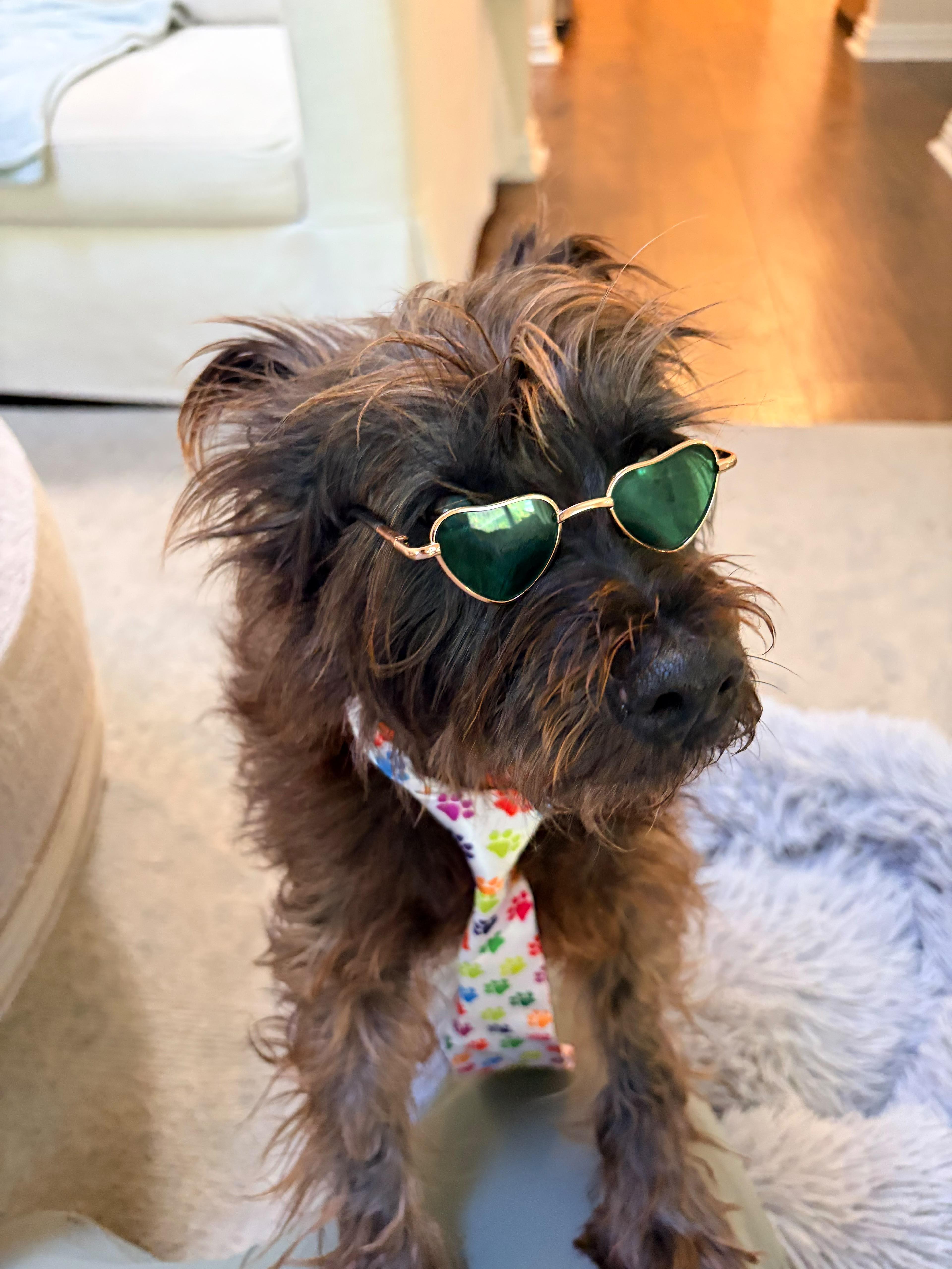 Toto, Adoptable, Senior Male Terrier.