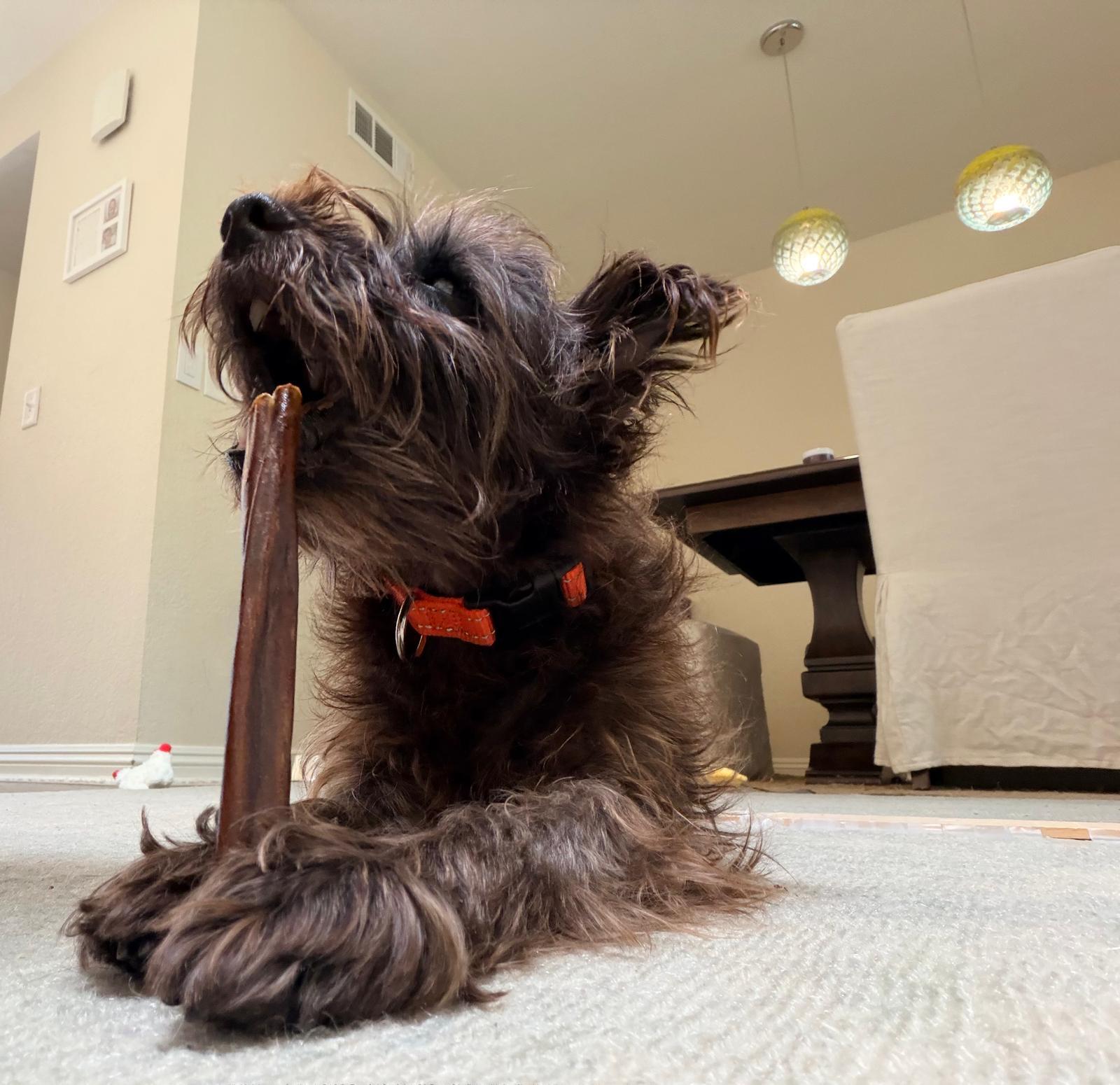 Enlarge Toto, a Adoptable mixed breed in Laguna Beach, CA image 2/6