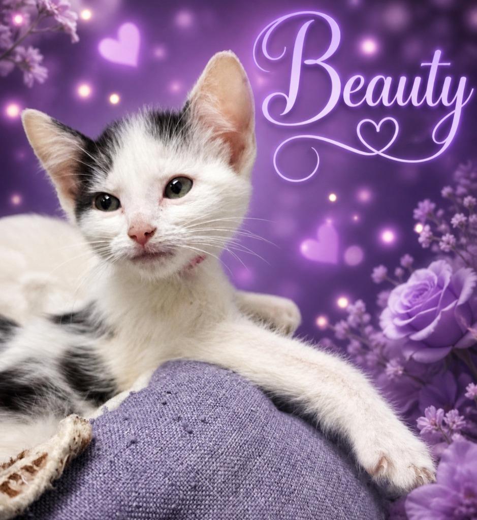Beauty, a Adoptable mixed breed in Washington Court House, OH image 2/2