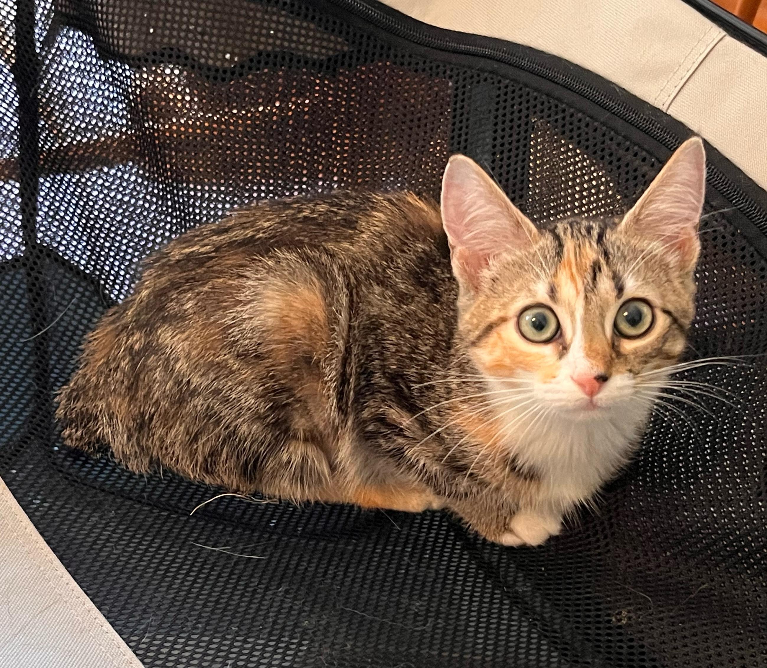 Fiesta, Adopted, Kitten Female American Bobtail.