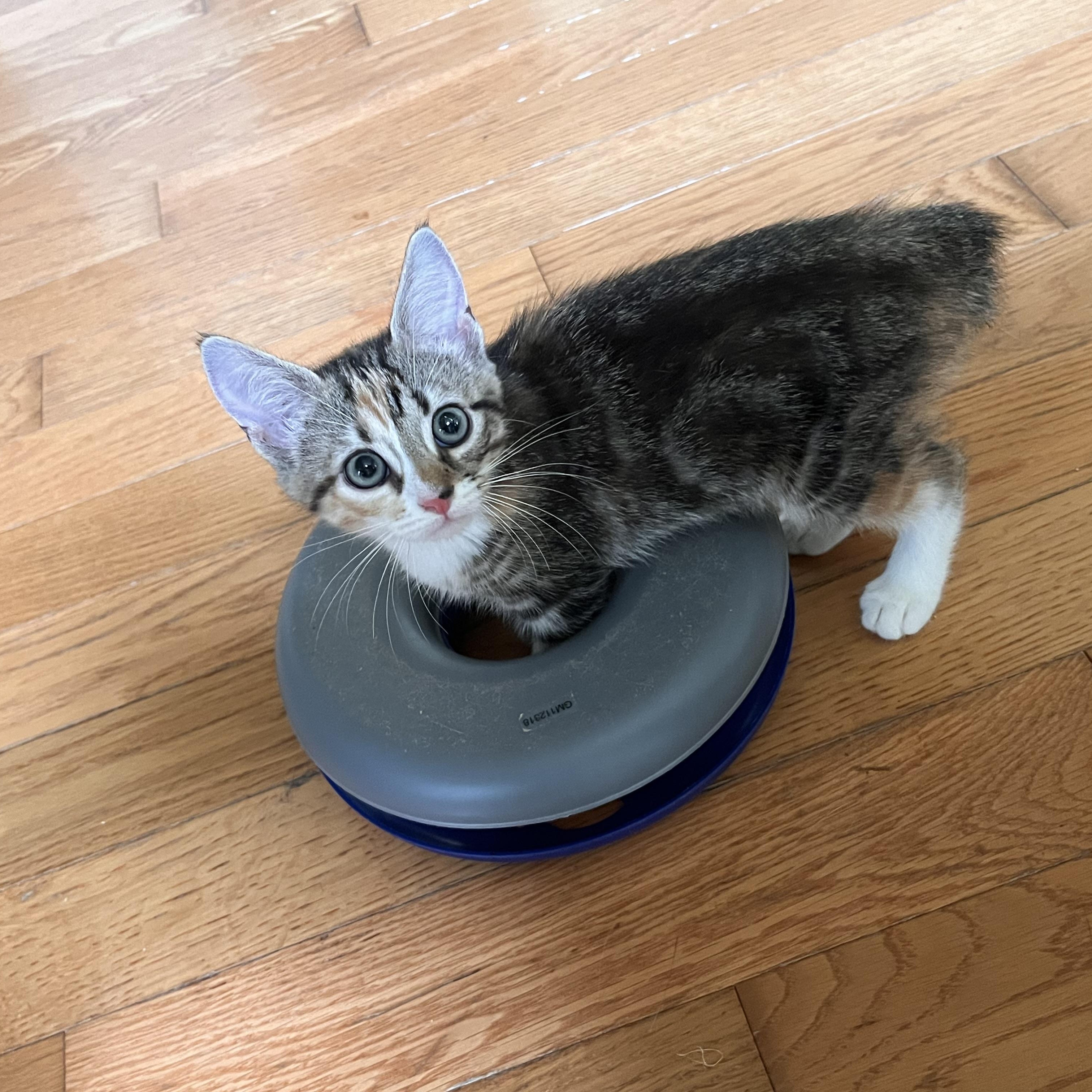 Enlarge Fiesta, a Adopted American Bobtail in Landenberg, PA image 2/2