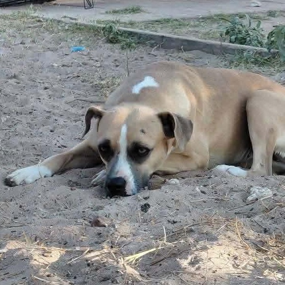 Shona — thumbnail 6