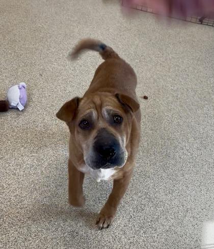 Artie — thumbnail 2