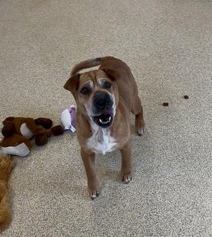 Artie — thumbnail 3