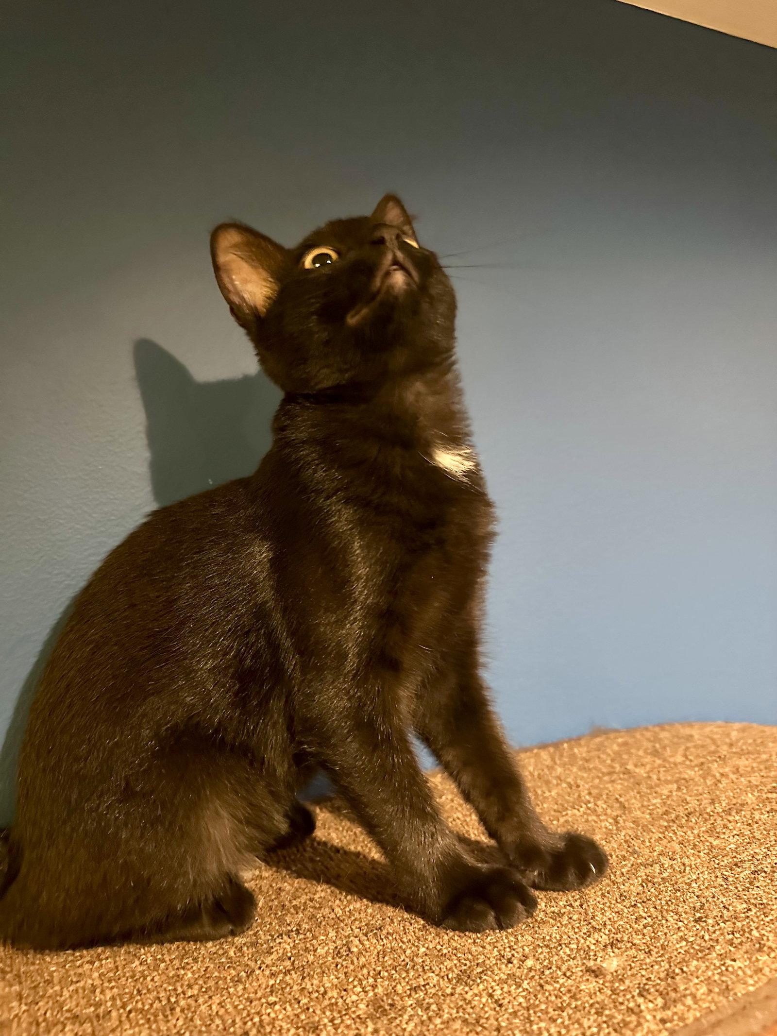 Astra, Adoptable, Young Female Domestic Short Hair.