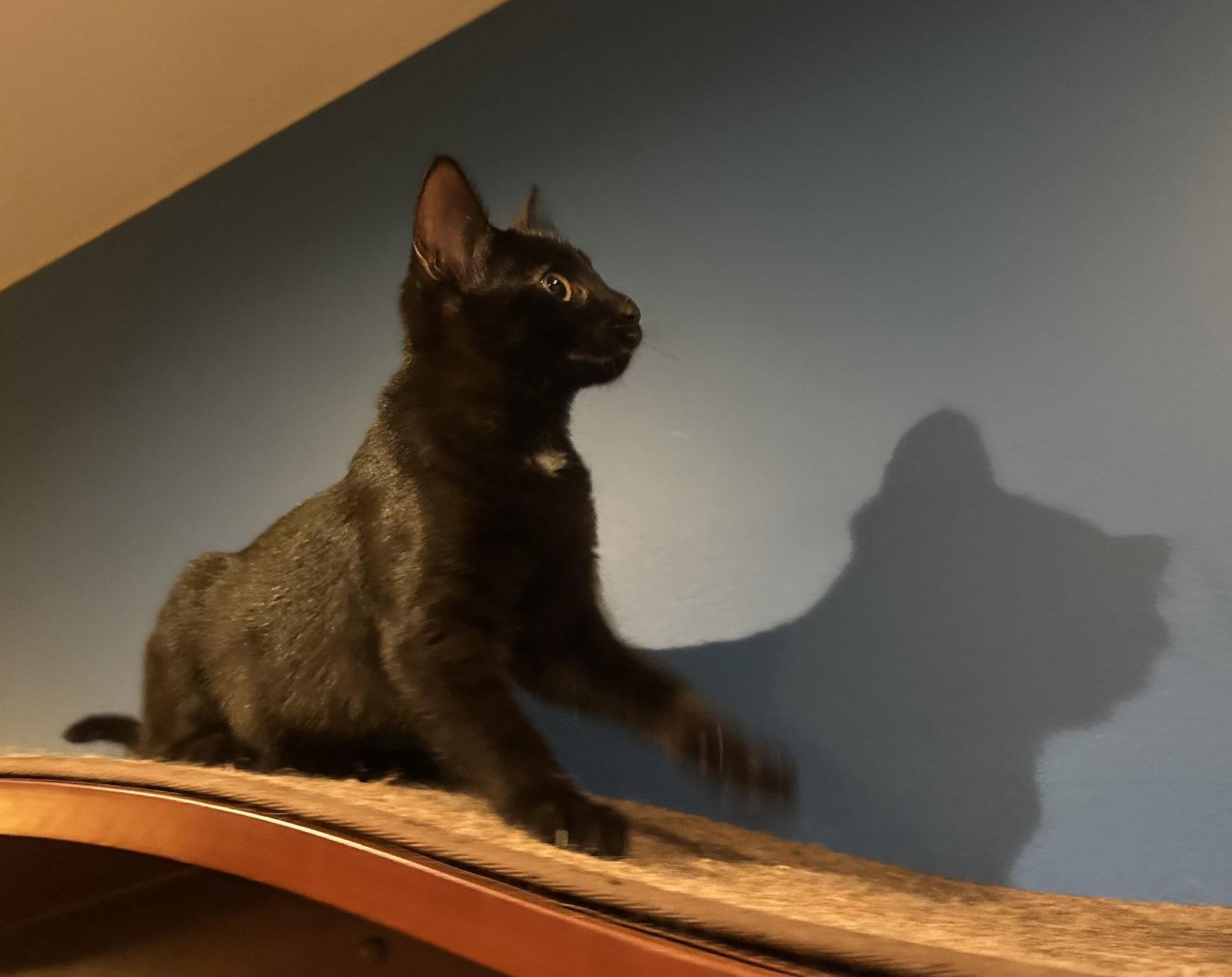 Enlarge Astra, a Adoptable Domestic Short Hair in Wheaton, IL image 2/3