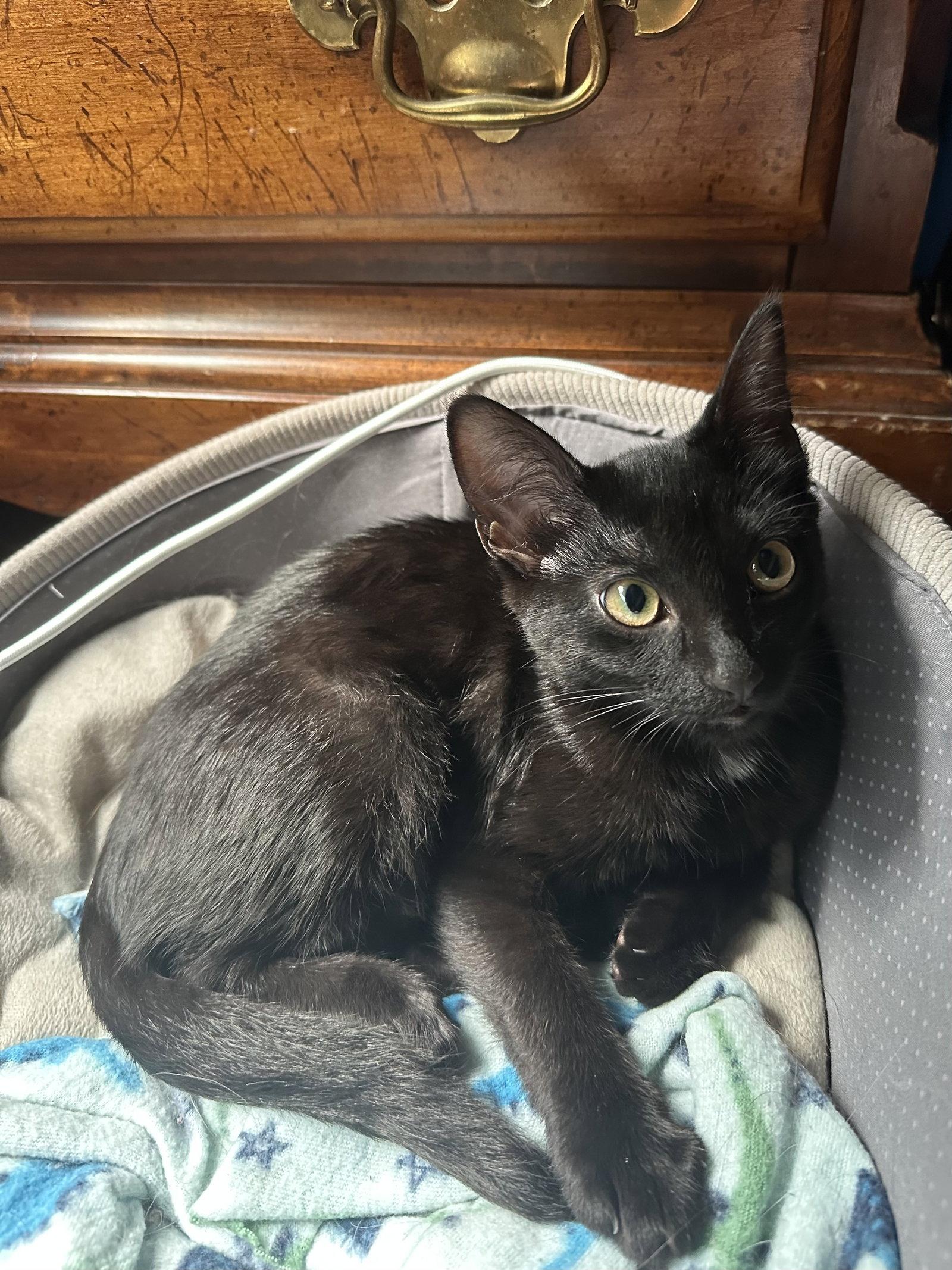 Enlarge Astra, a Adoptable Domestic Short Hair in Wheaton, IL image 3/3