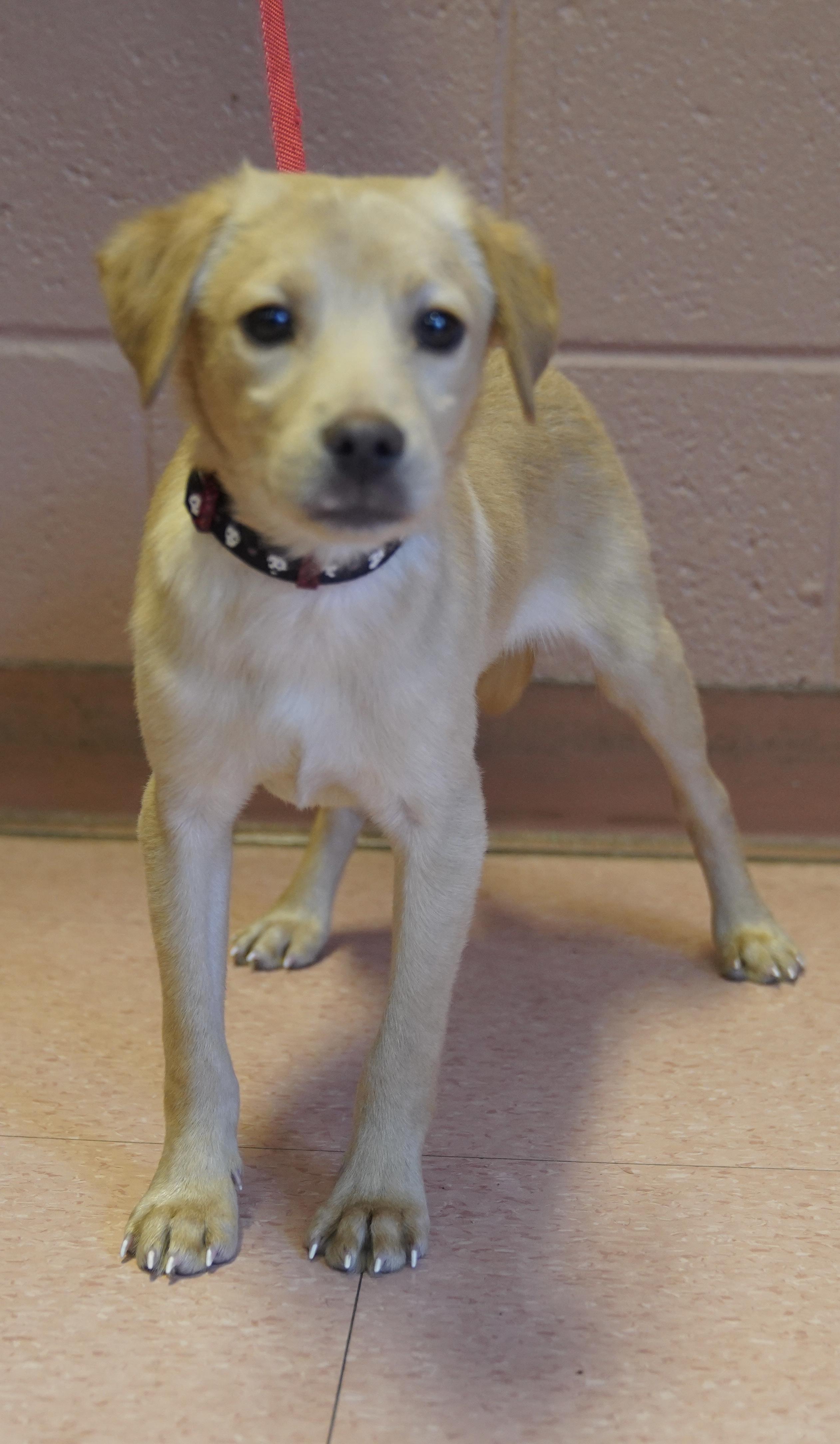 Enlarge Cooper , a ADOPTABLE mixed breed in Pottsville, PA image 4/5