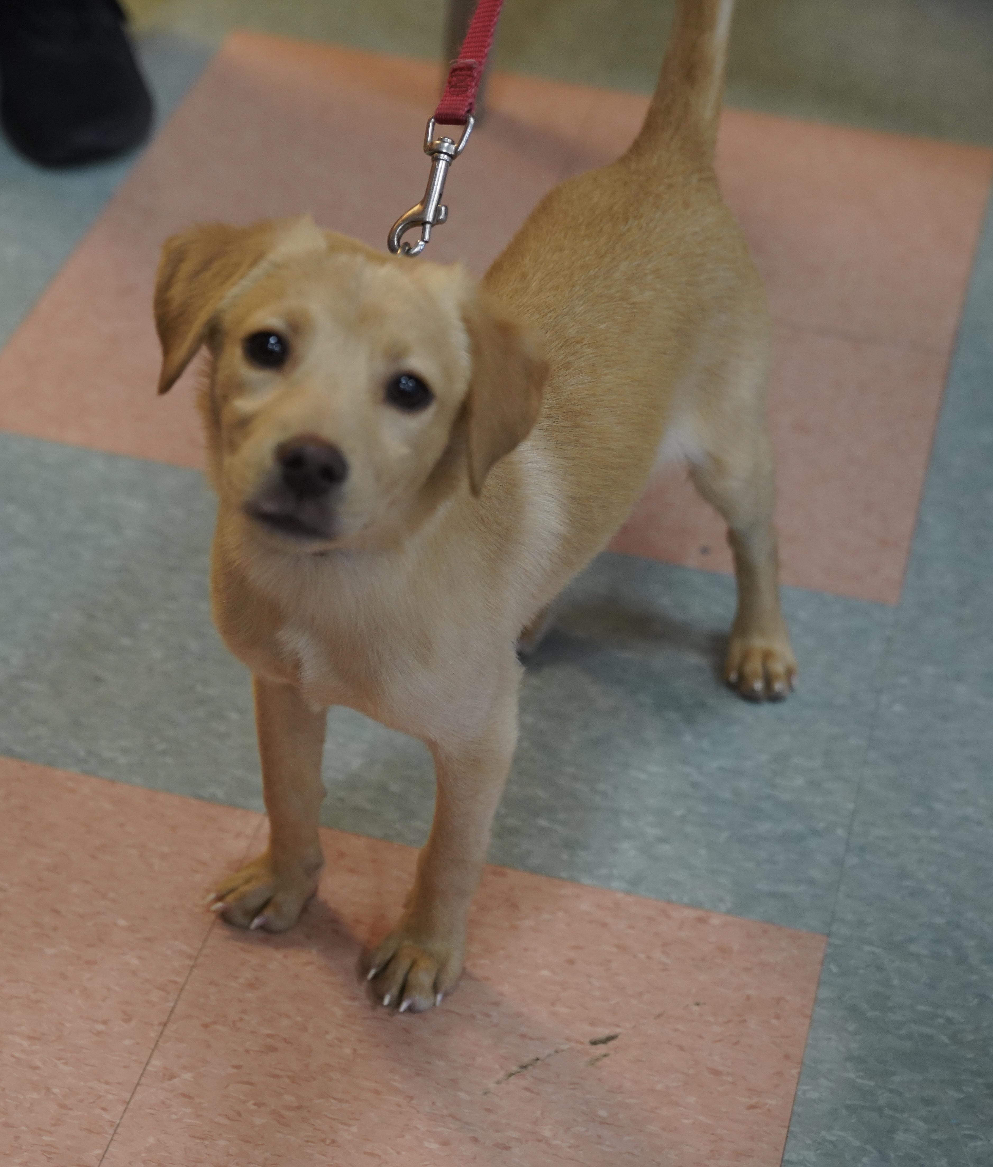 Cooper , ADOPTABLE, Puppy Male Yellow Labrador Retriever.