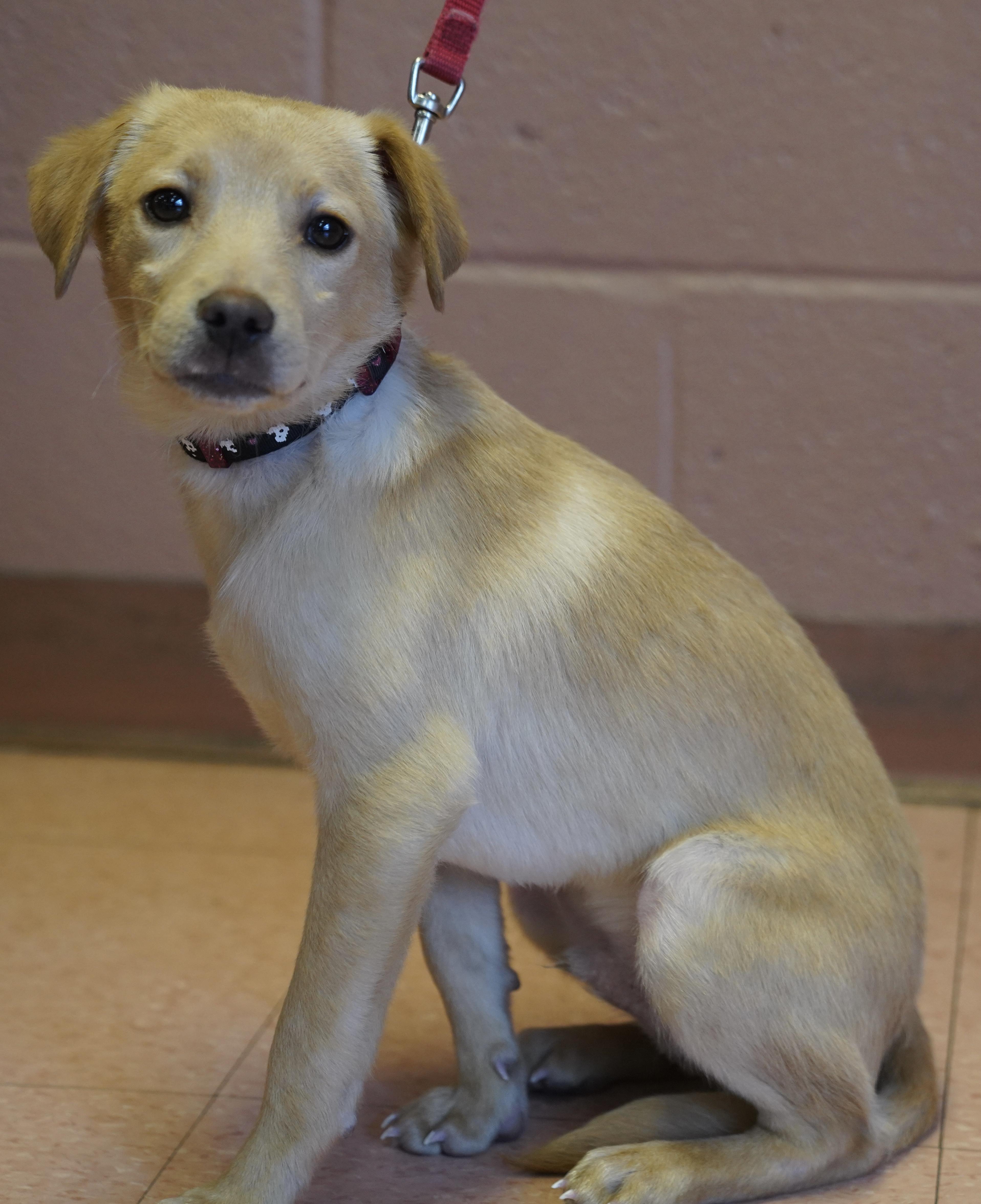 Enlarge Cooper , a ADOPTABLE mixed breed in Pottsville, PA image 5/5
