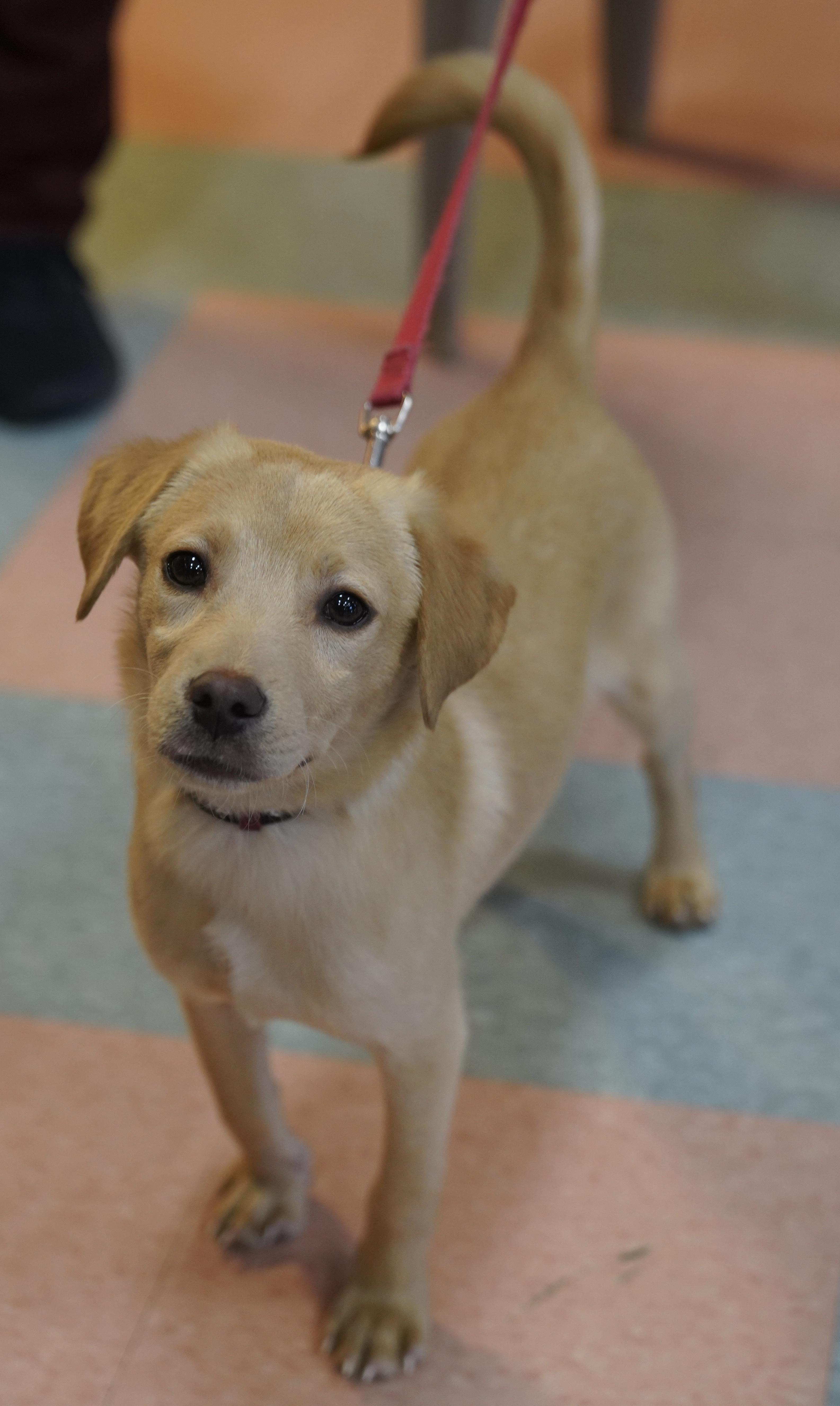 Enlarge Cooper , a ADOPTABLE mixed breed in Pottsville, PA image 3/5