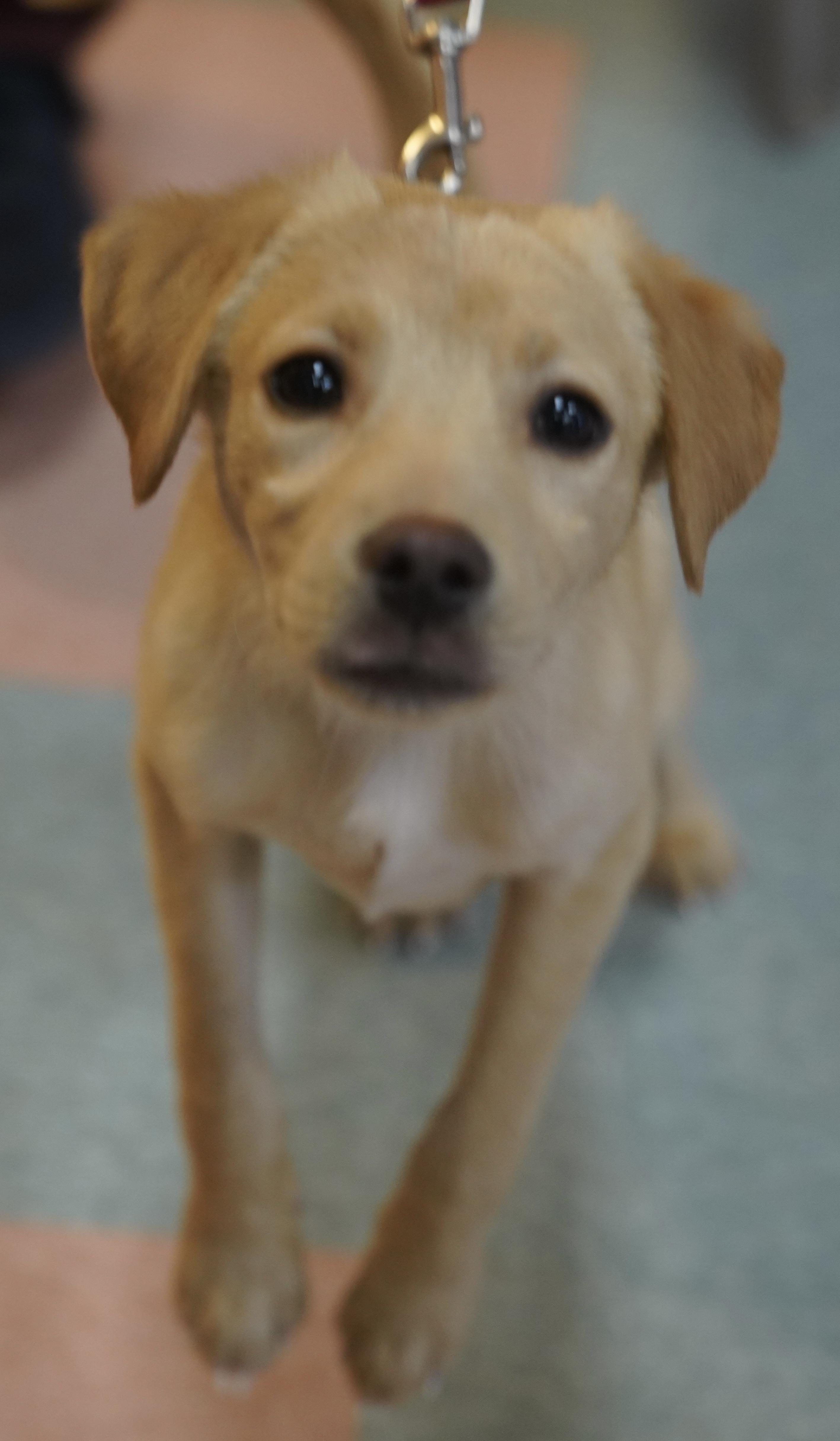 Enlarge Cooper , a ADOPTABLE mixed breed in Pottsville, PA image 2/5