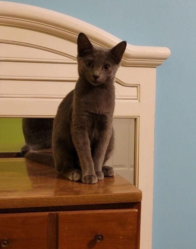 Chrissie Hynde, Adoptable, Adult Female Domestic Short Hair.