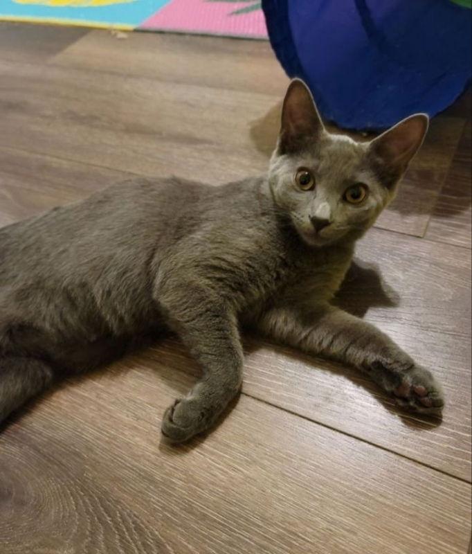 Chrissie Hynde, a Adoptable Domestic Short Hair in Ball Ground, GA image 2/3