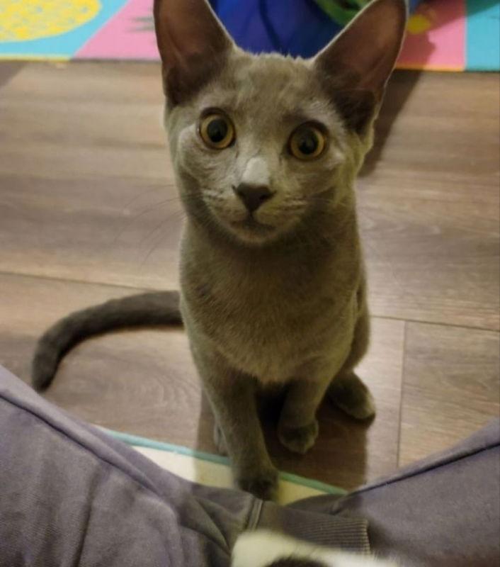 Chrissie Hynde, a Adoptable Domestic Short Hair in Ball Ground, GA image 3/3