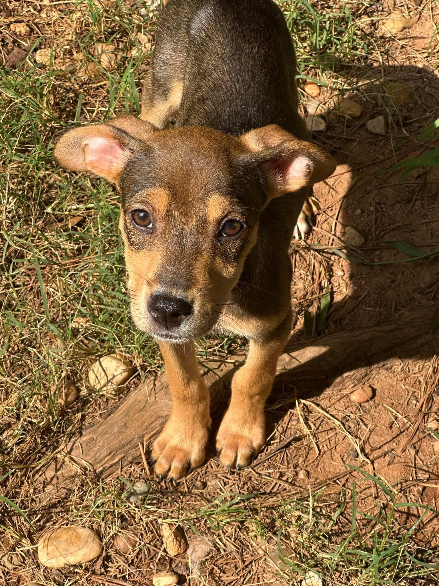 Enlarge Peaches, an adopted mixed breed in atlanta, GA image 1/1
