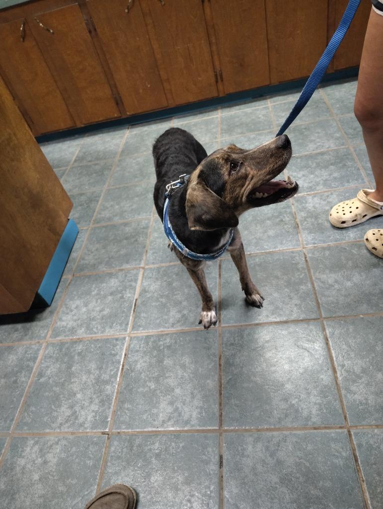 Enlarge Sylvia, a Adoptable Mixed Breed in Center, TX image 1/1