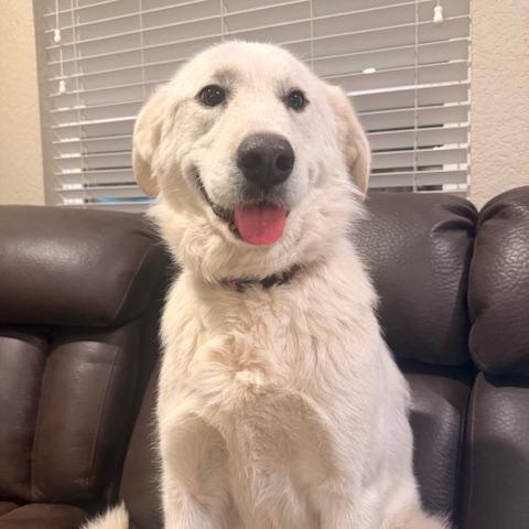 Enlarge BANKS, a Adoptable Great Pyrenees in Quitman, TX image 1/3