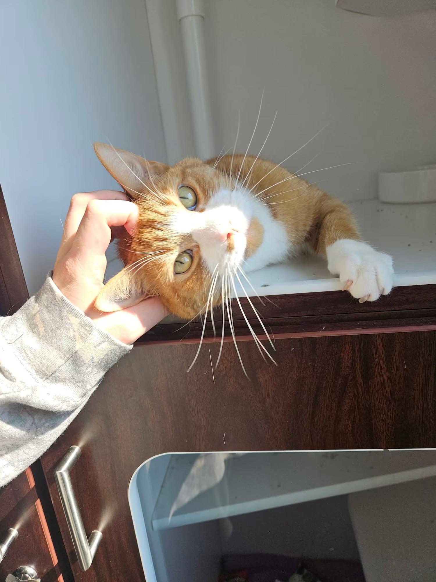 Grande, ADOPTABLE, Adult Male Domestic Short Hair.