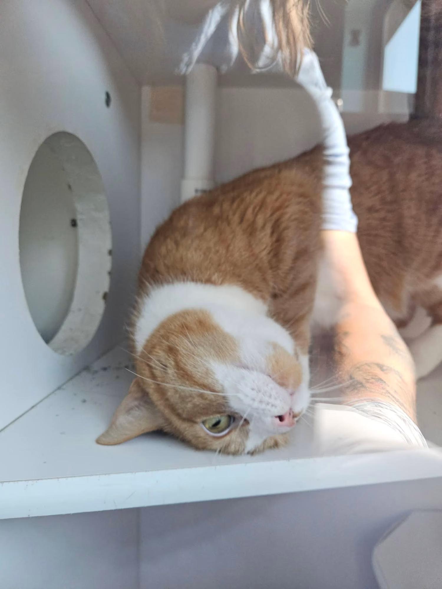 Enlarge Grande, a ADOPTABLE Domestic Short Hair in Sterling Heights, MI image 4/4