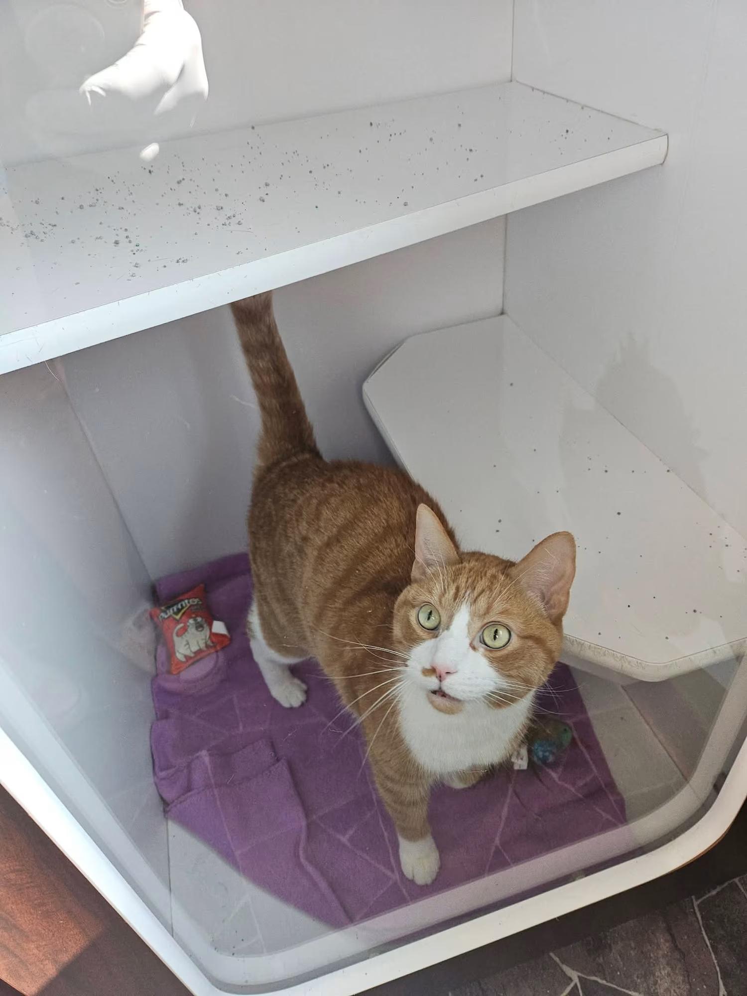 Enlarge Grande, a ADOPTABLE Domestic Short Hair in Sterling Heights, MI image 2/4