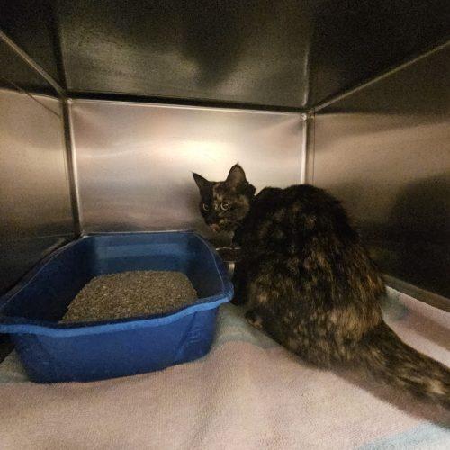 Enlarge Zola, a Adoptable Domestic Short Hair in Burlington, IA image 2/3