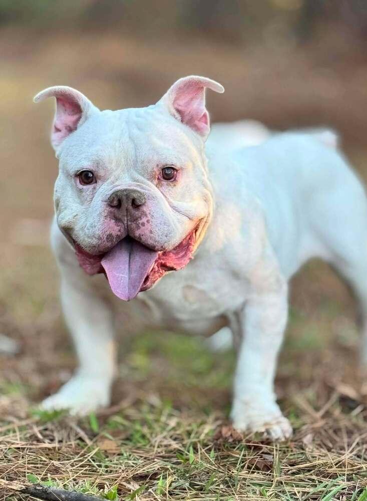 Commander thumbnail 2