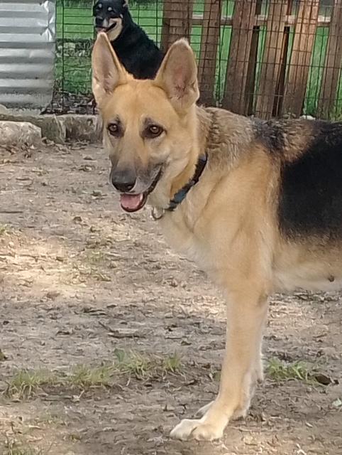 Enlarge Shera, a Adopted mixed breed in Lavon, TX image 1/6