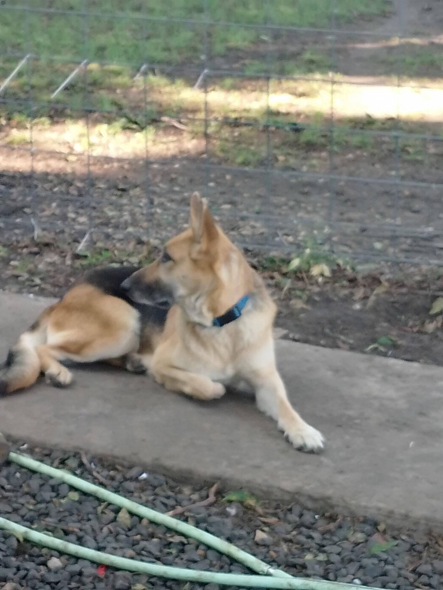 Enlarge Shera, a Adopted mixed breed in Lavon, TX image 2/6