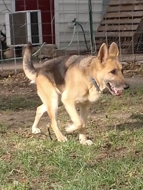 Enlarge Shera, a Adopted mixed breed in Lavon, TX image 4/6