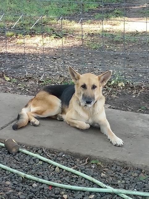 Enlarge Shera, a Adopted mixed breed in Lavon, TX image 5/6