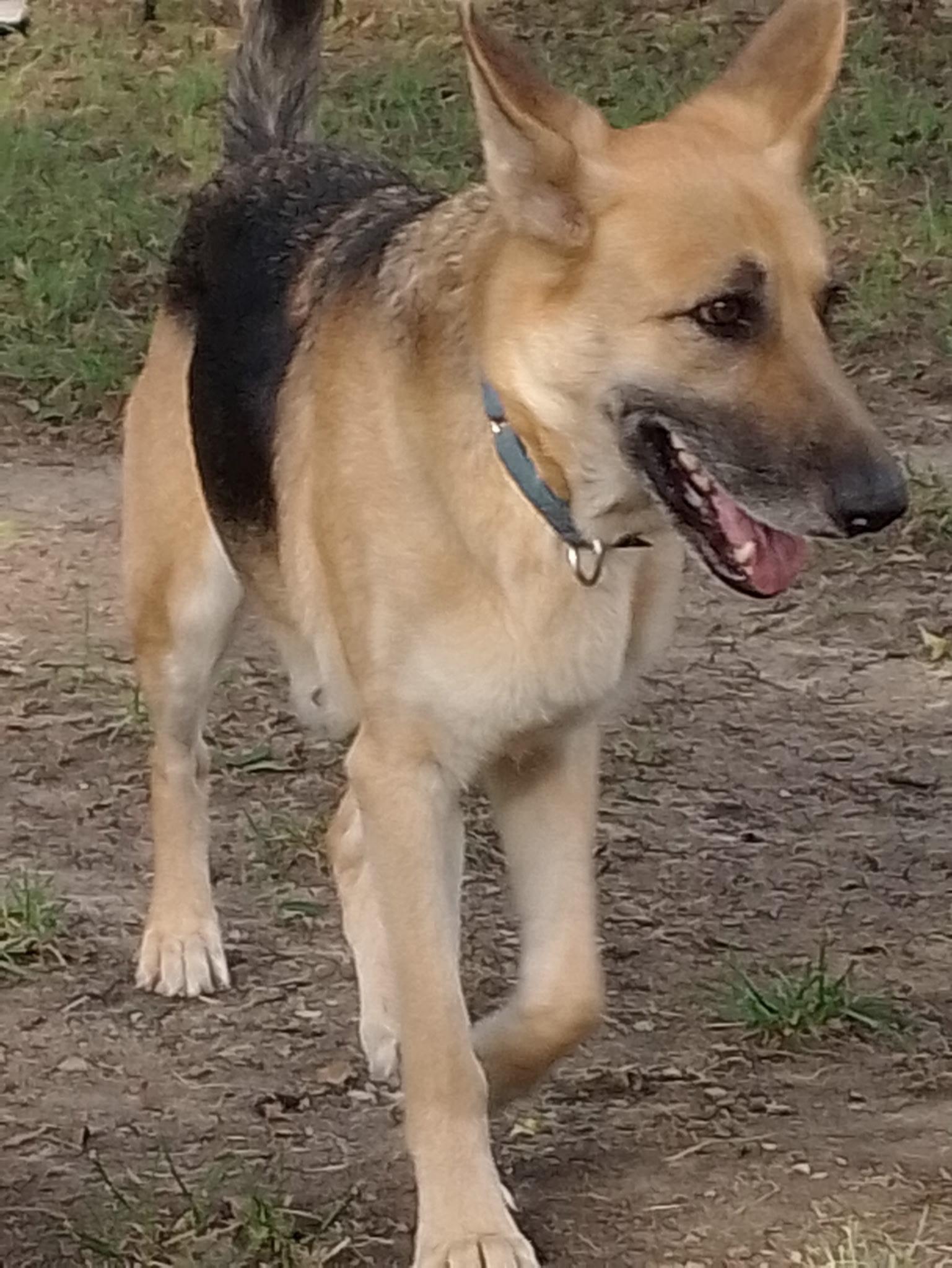 Enlarge Shera, a Adopted mixed breed in Lavon, TX image 6/6