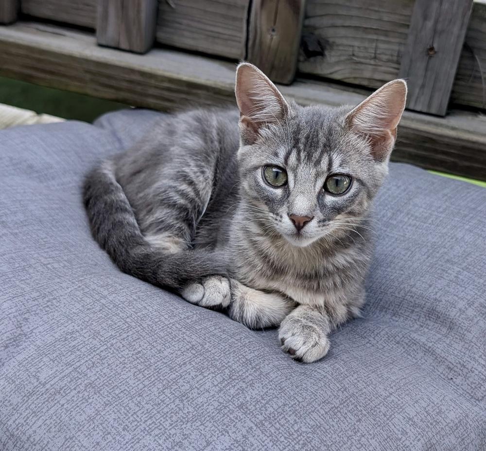 Dolly, Adoptable, Kitten Female Domestic Short Hair.
