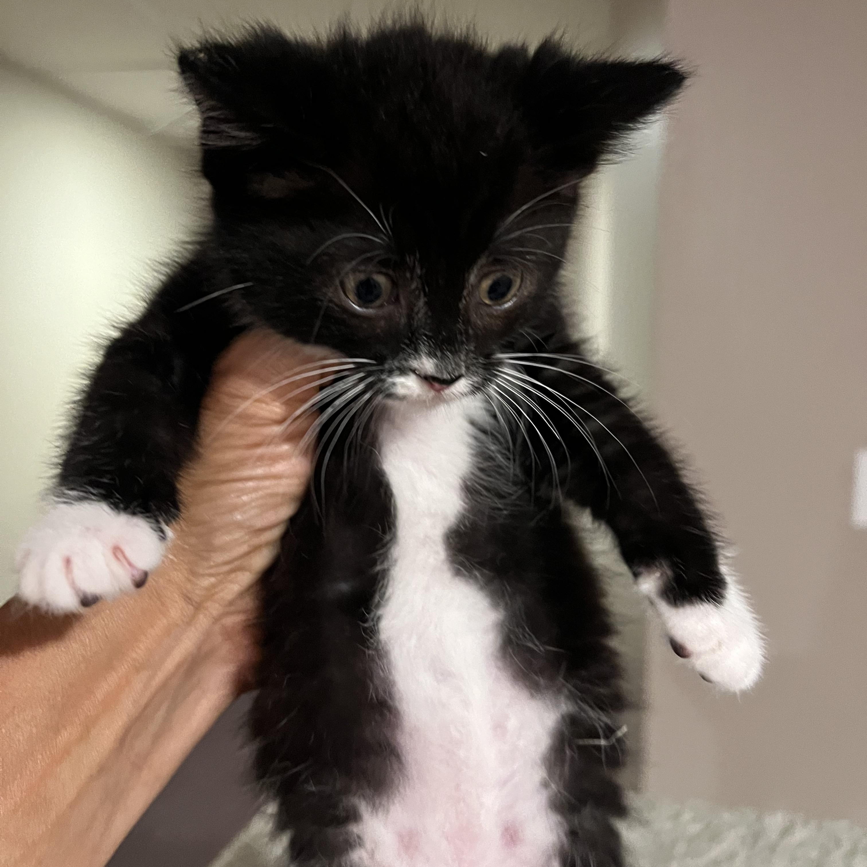 Andrea, a ADOPTABLE Domestic Short Hair in South Euclid, OH image 4/4