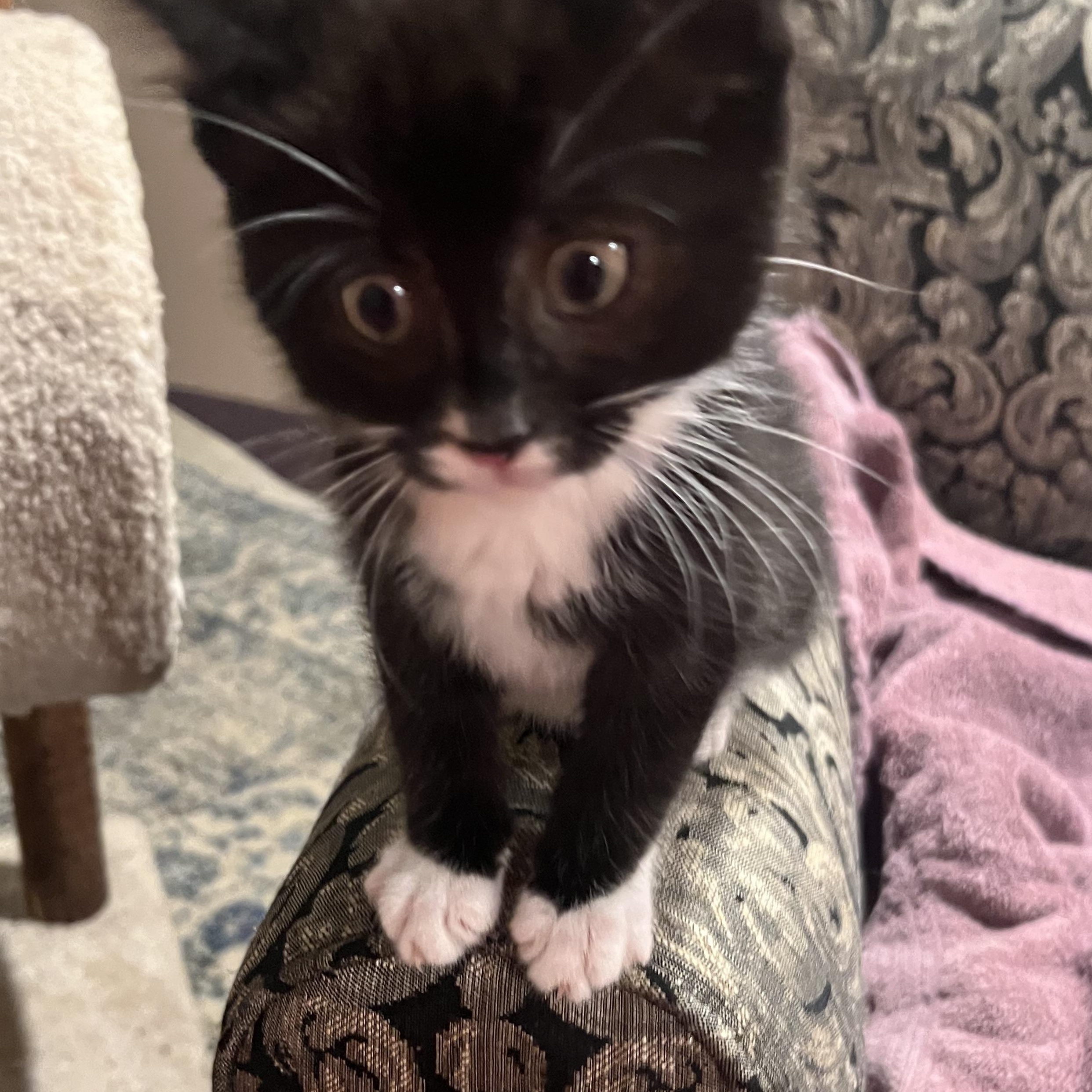 Andrea, a ADOPTABLE Domestic Short Hair in South Euclid, OH image 3/4