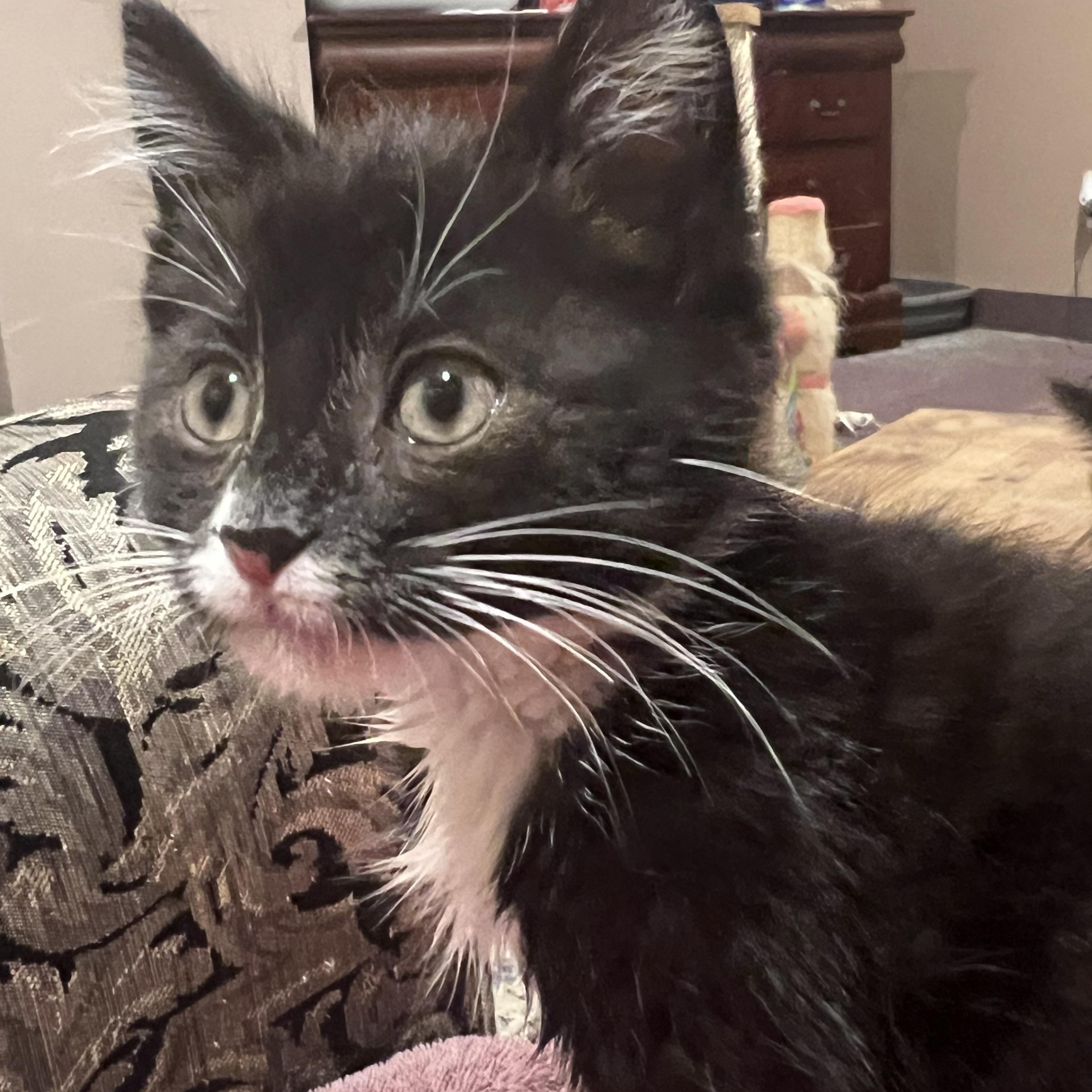 Andrea, a ADOPTABLE Domestic Short Hair in South Euclid, OH image 1/4