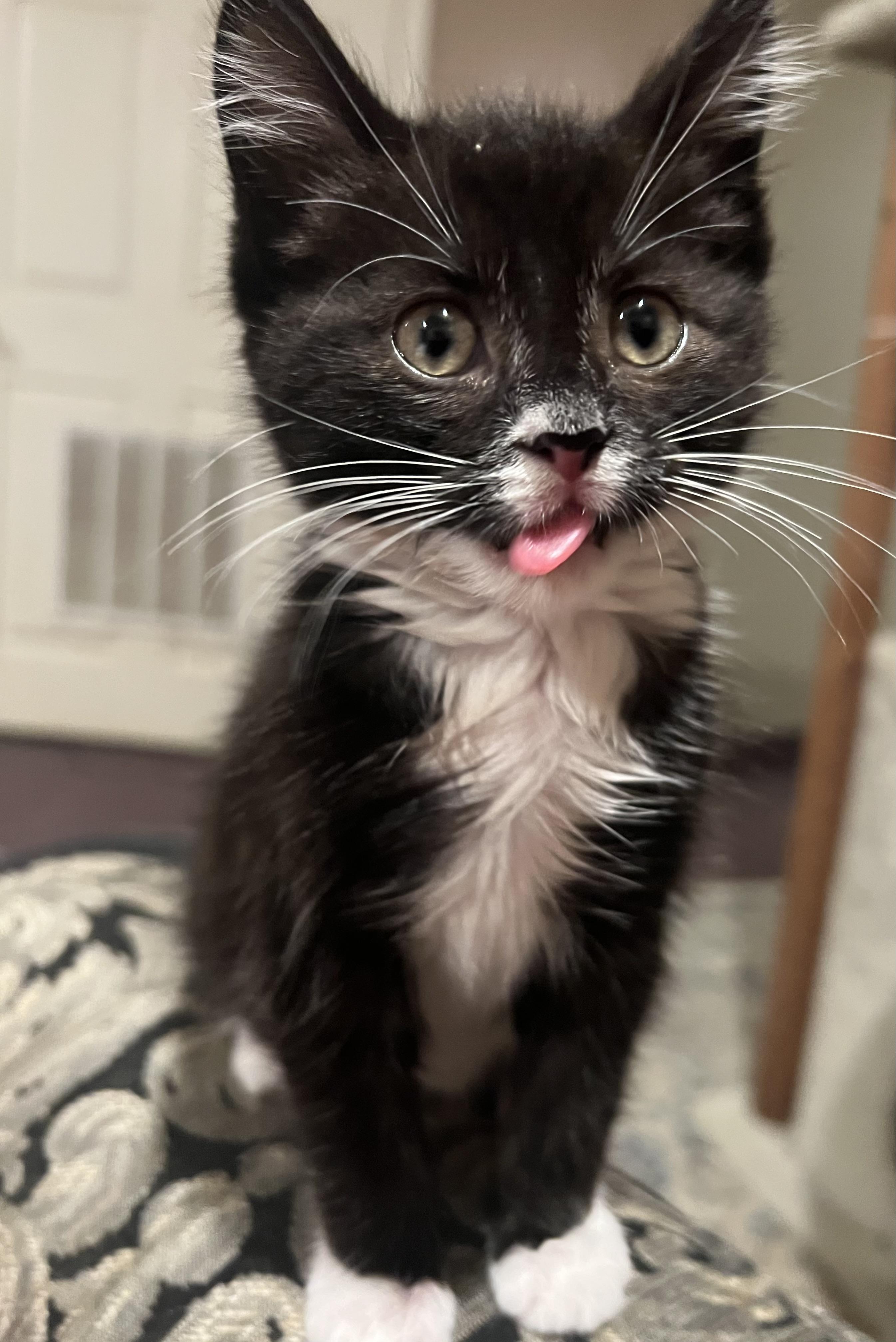 Andrea, a ADOPTABLE Domestic Short Hair in South Euclid, OH image 2/4