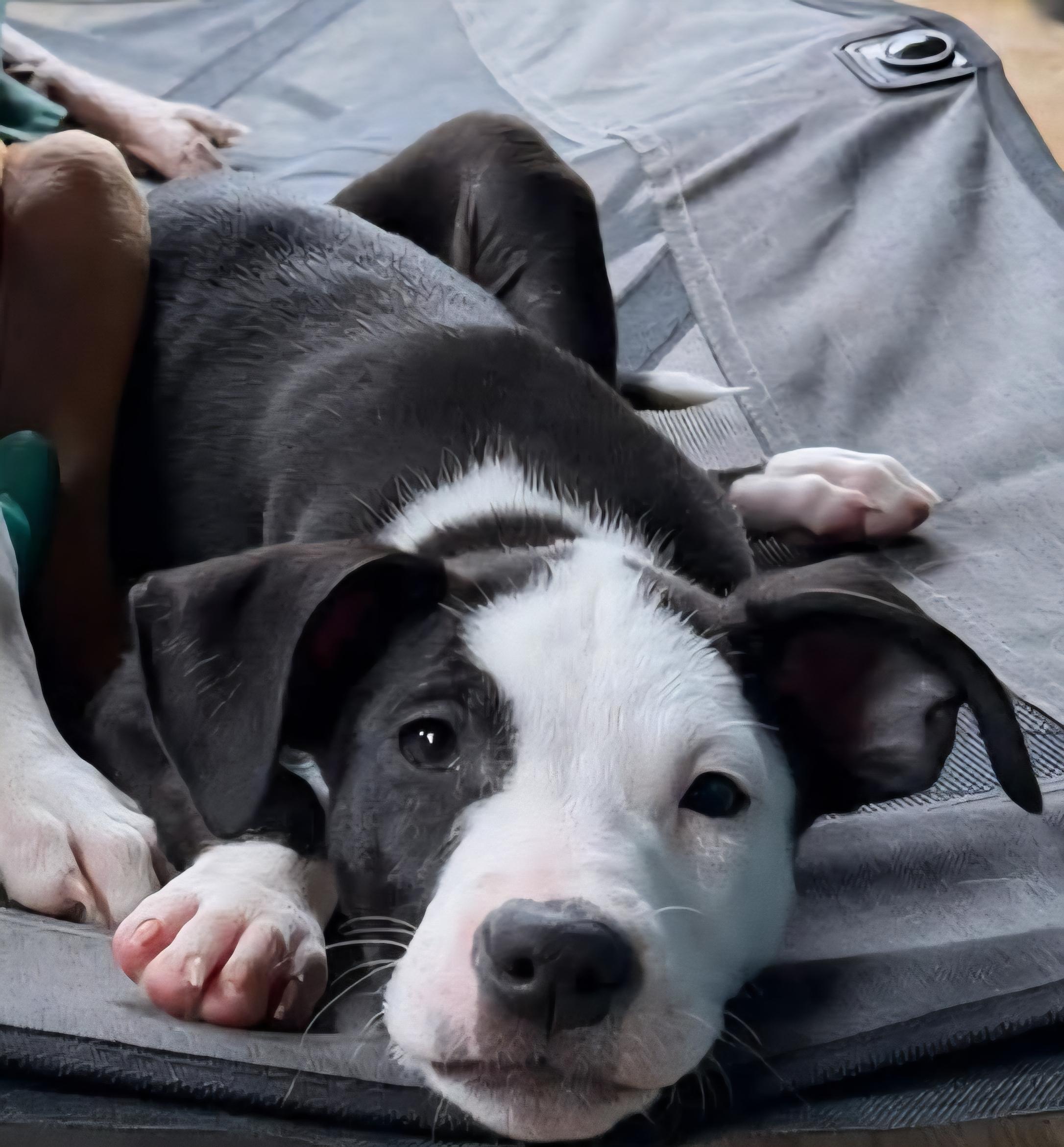 Enlarge Tucker, an adopted mixed breed in Elwood, NJ image 3/3