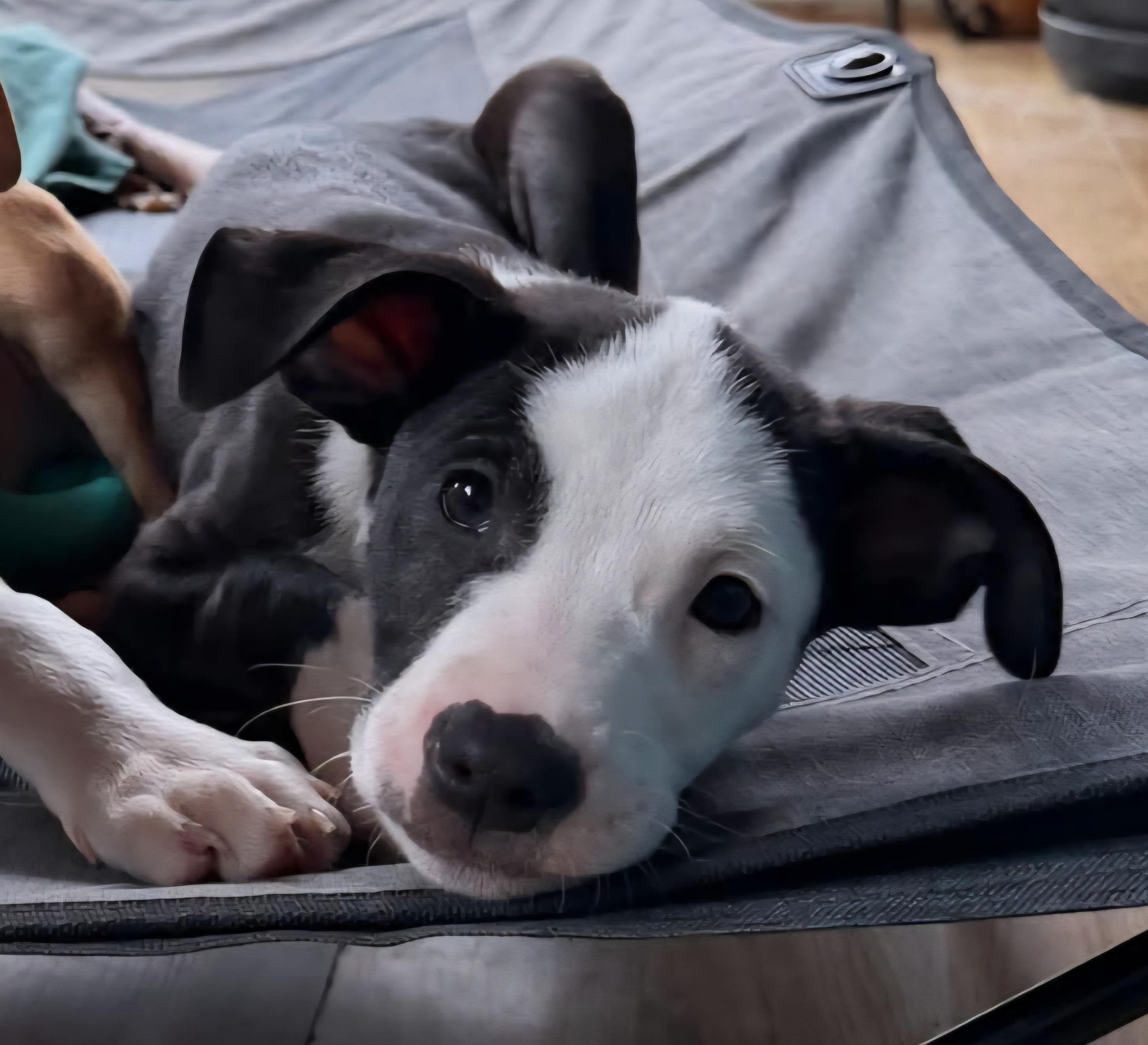 Tucker, adopted, Puppy Male Pit Bull Terrier.