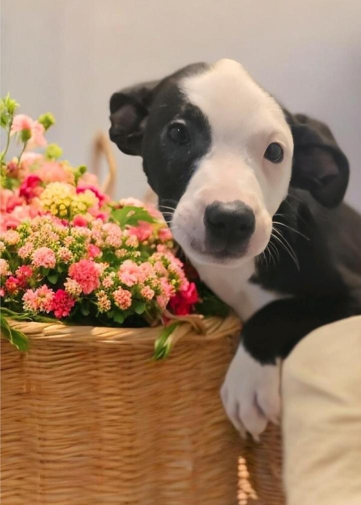 Tucker, Adoptable, Puppy Male Pit Bull Terrier.