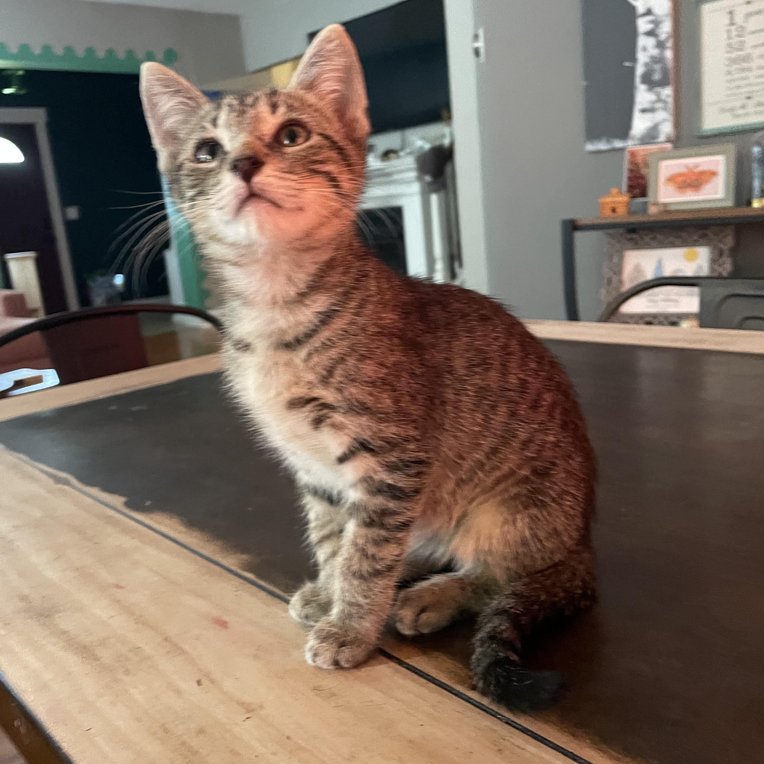 Enlarge Wazowski, a Adoptable Domestic Short Hair in Seneca, SC image 1/3