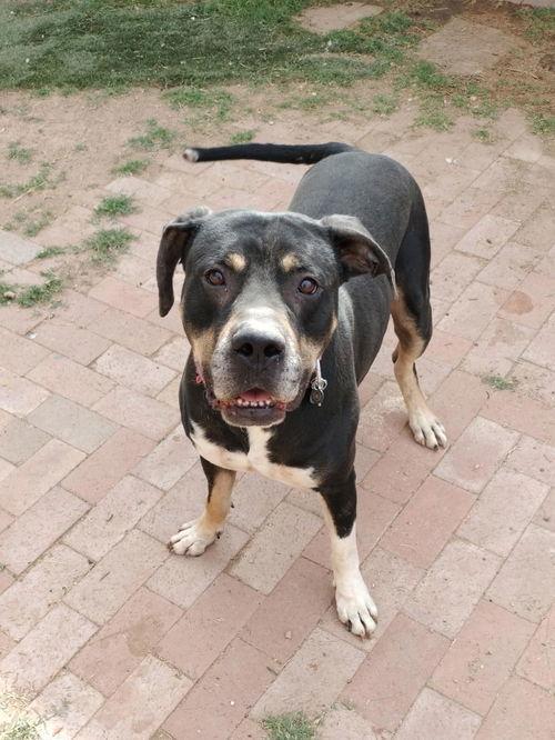 Draco, a Adoptable Rottweiler in Phoenix, AZ image 1/3