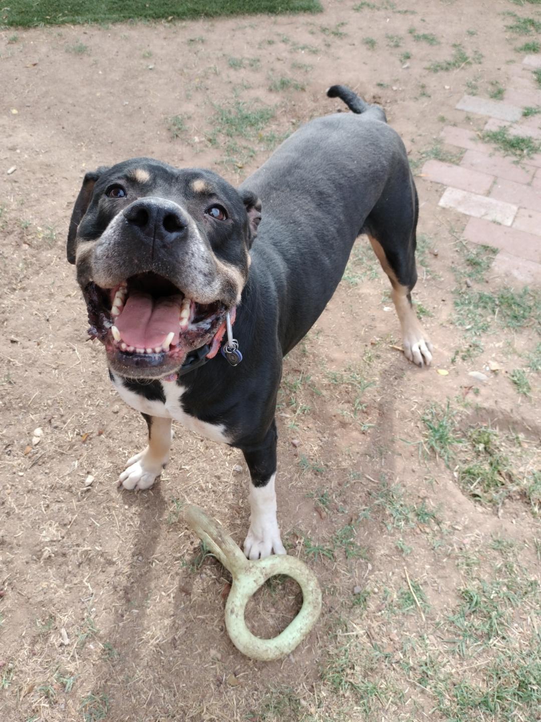 Draco, a Adoptable Rottweiler in Phoenix, AZ image 2/3