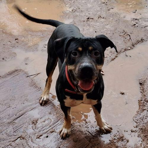 Draco, a Adoptable Rottweiler in Phoenix, AZ image 3/3