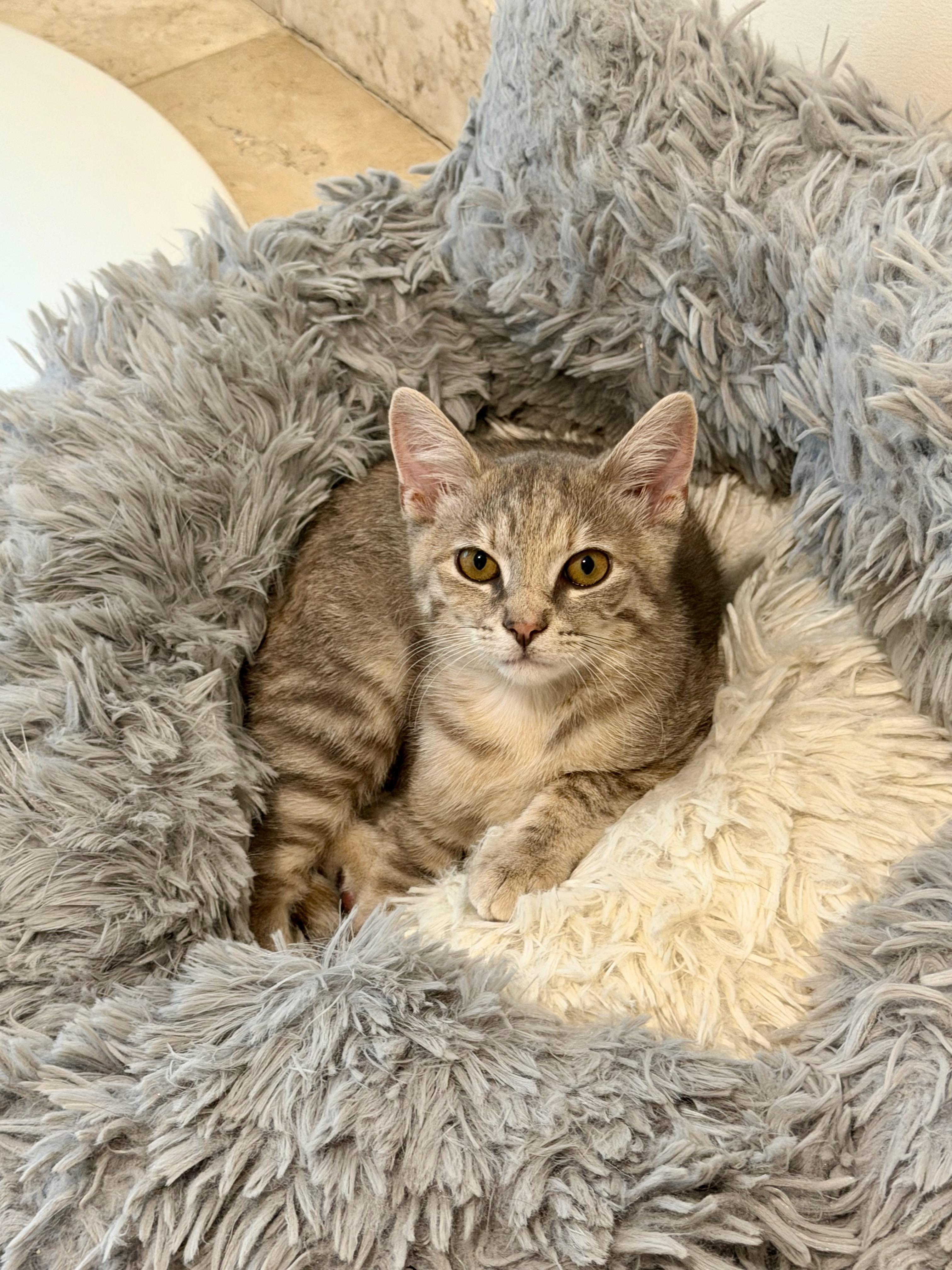 Celeste, ADOPTABLE, Kitten Female Domestic Short Hair.