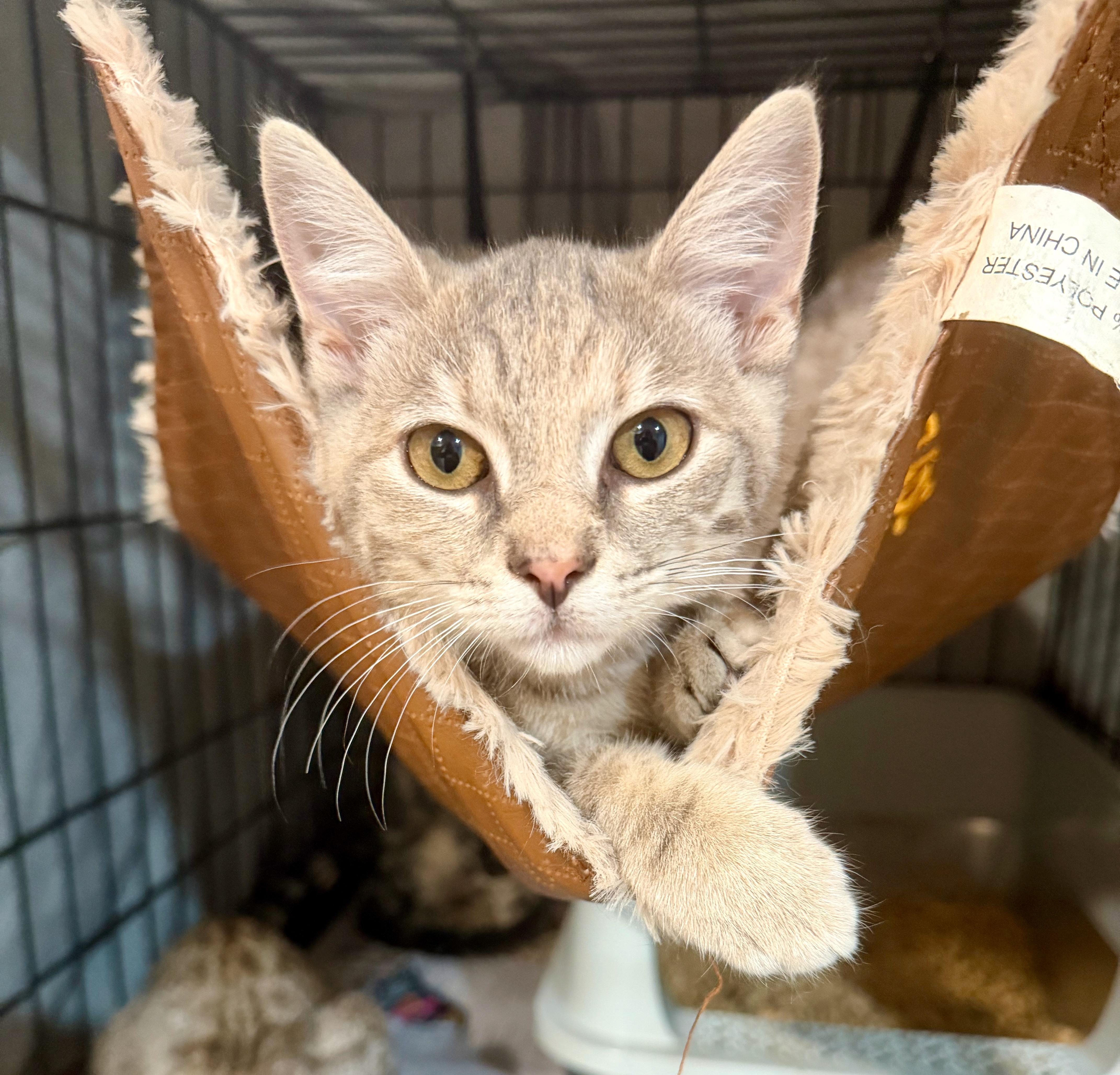 Enlarge Celeste, a ADOPTABLE Domestic Short Hair in Manhasset, NY image 3/5
