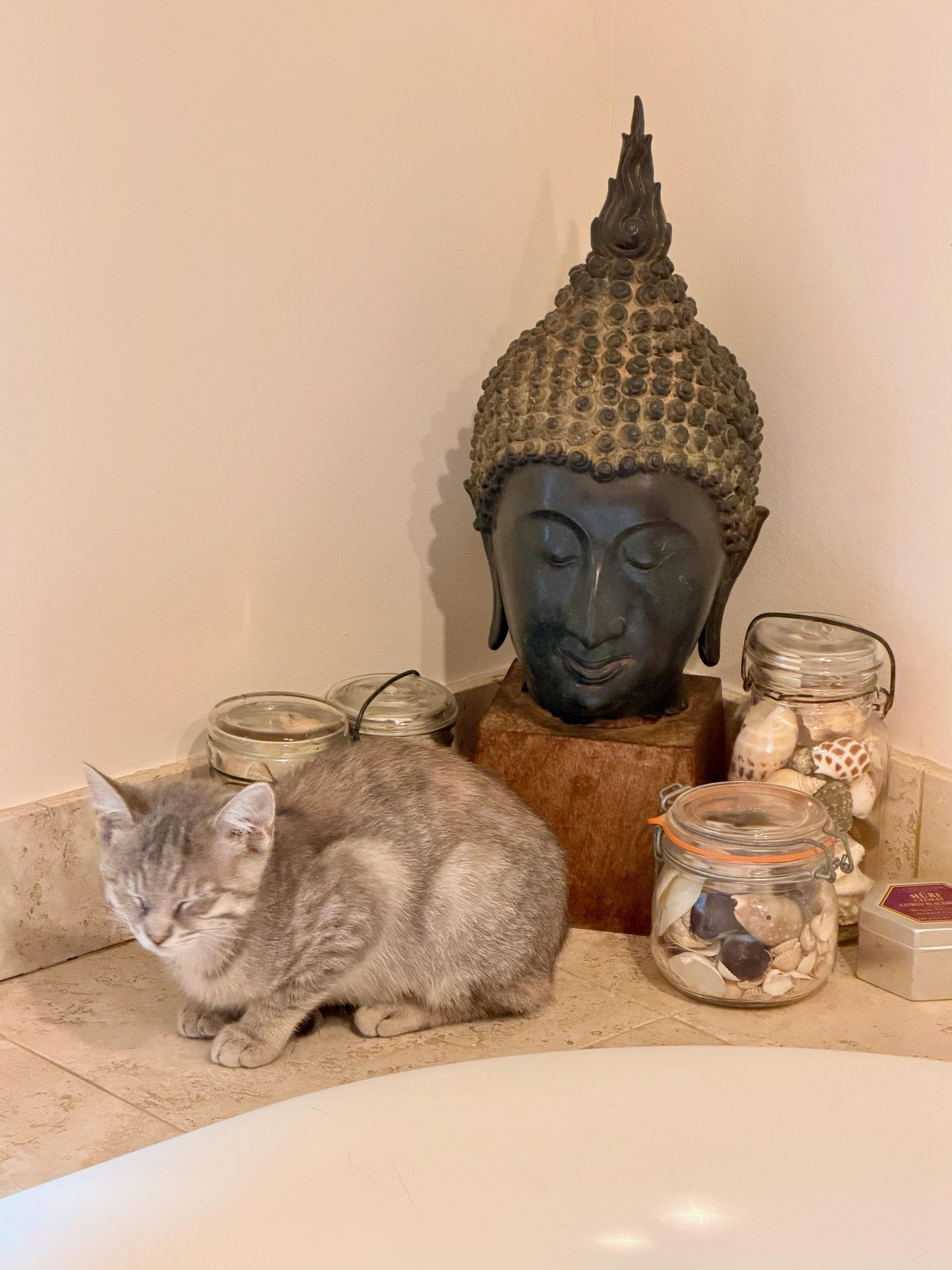 Enlarge Celeste, a ADOPTABLE Domestic Short Hair in Manhasset, NY image 2/5
