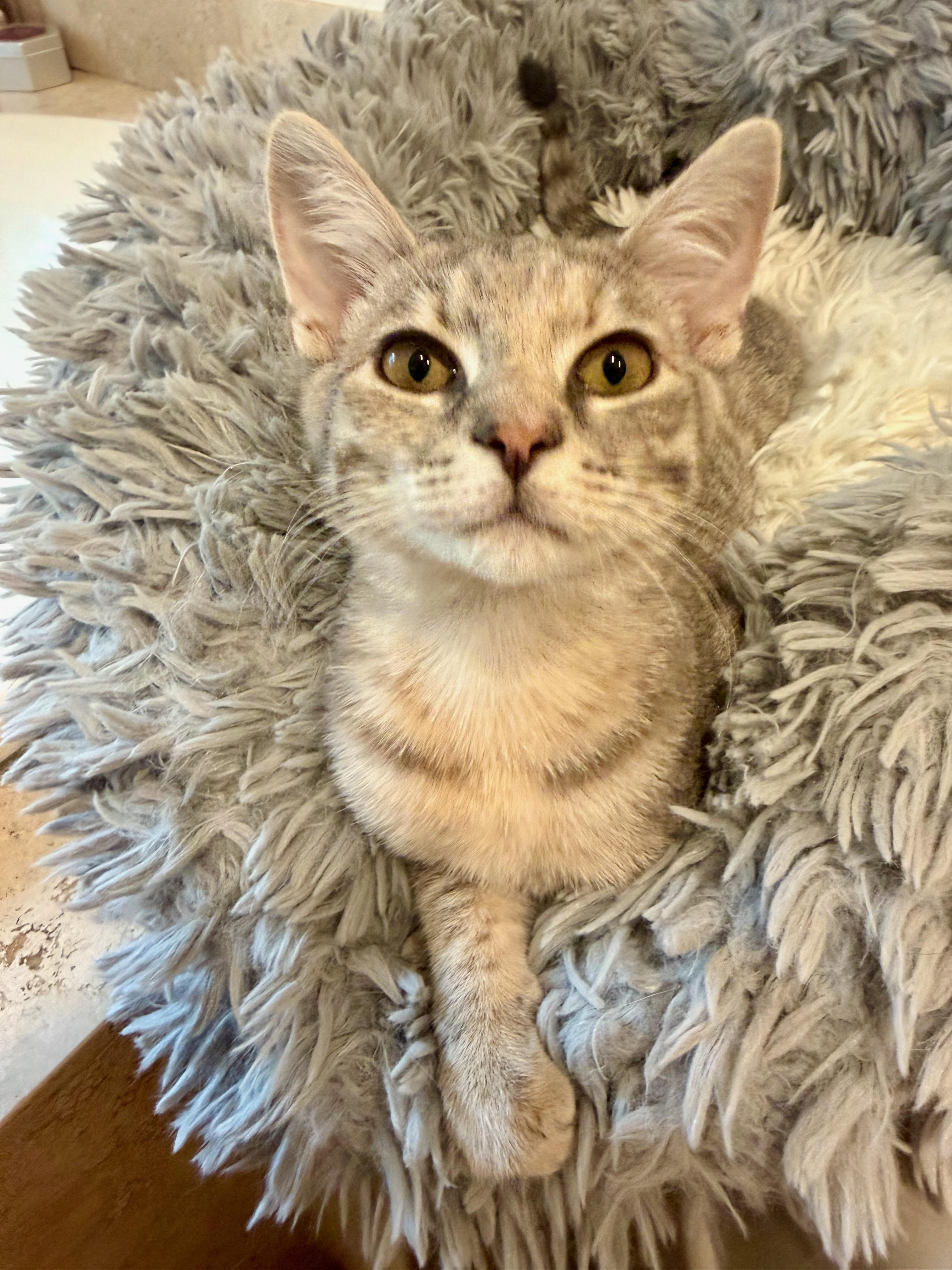 Enlarge Celeste, a ADOPTABLE Domestic Short Hair in Manhasset, NY image 5/5