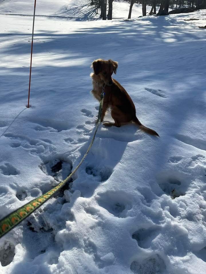 Enlarge Cayo, an adopted mixed breed in Annapolis, MD image 5/6